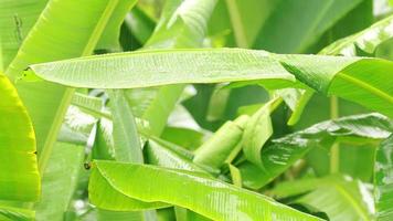 piove sulle foglie di banano verde nella stagione delle piogge video