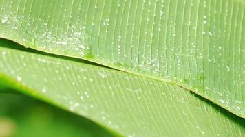 lloviendo sobre hojas de plátano verde en la temporada de lluvias video