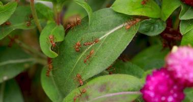 Grupo de hormiga roja en hojas y flores.