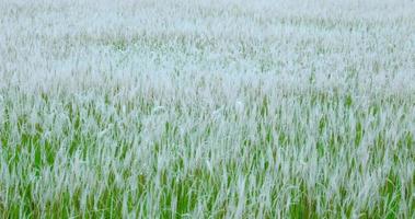 The white grass waving in the wind. video