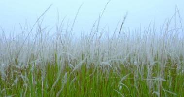The white grass waving in the wind. video