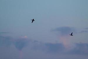 Two flying birds in the evening cloudy sky with pink and purple photo