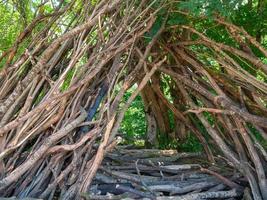 A hut made of branches in the forest in summer photo