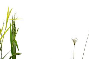 Wild green bush on white isolated background photo