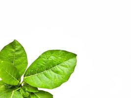 Wild green bush on white isolated background photo