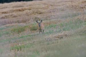 Roe deer come out from forest on a pasture in a mown field of grain photo