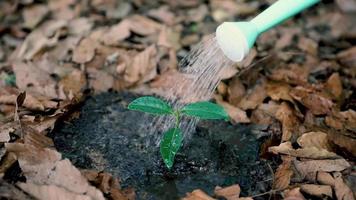 People are watering trees. video