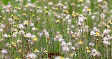 schöne weiße Grasblumen. video