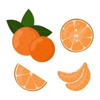 Tangerine slices in cut isolated. Citrus orange fruit whole and sliced vector