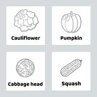 Vegetable.  pumpkin, cauliflower, cabbage head, squash vector