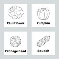 Vegetable.  pumpkin, cauliflower, cabbage head, squash vector