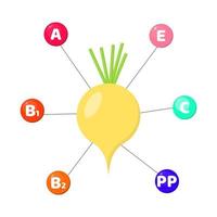 Infographics. vitamins contained in vegetables. Turnip vector