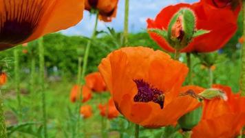 Honey bee collects nectar from poppy flowers. Beekeeping.