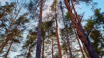 Bottom view of tall pines in forest. Sunset among coniferous trees. video