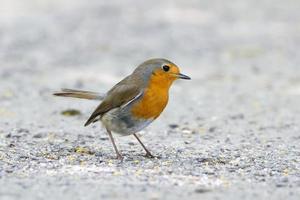 Cute little robin on ground photo