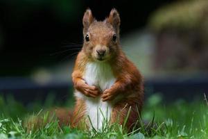 Portrait of a squirrel on a meadow looking into the camera photo