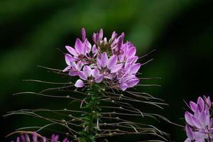 Cleome hassleriana, flor de araña rosa foto