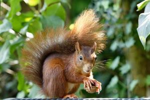 La pequeña ardilla aterrorizada sostiene una nuez agrietada en sus patas foto