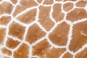 Giraffe animal skin texture