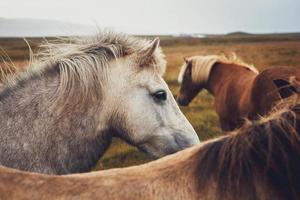 Icelandic horse in the field of scenic nature landscape of Iceland photo
