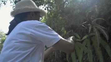 Mujer tomando fotografías con el teléfono móvil en el denso helecho en el bosque video