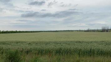 Natural Landscape with A Green Cereal Field video