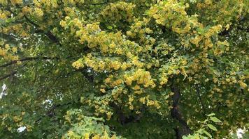 Lindenbaum Nahaufnahme mit schönen gelben Blüten video