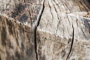 Texture of old tree and stump as a background image photo