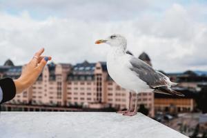 Seagull on walking along a parapet against a background of a city photo