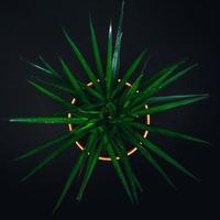 Green houseplant in a pot on a black background photo