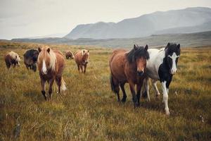 Caballos islandeses en los campos de la montaña en otoño de Islandia foto