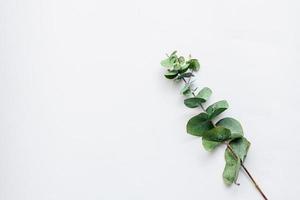 Green leaves on white background. flat lay, top view. place for text