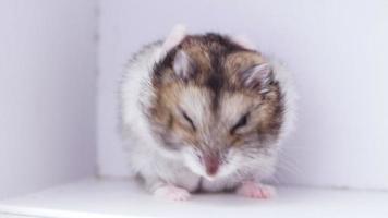 Little dwarf hamster in a small white box is cleaning its fur. video