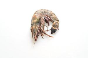 Fresh tiger prawn or shrimp isolated on white background photo