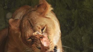 close-up van een leeuwin die op een bot kauwt. een wild dier eet een prooi. video