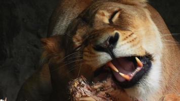 Close-up of a lioness chewing on a bone. A wild animal eats prey. video