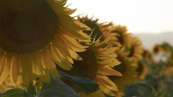 Sunflowers in Green Nature video