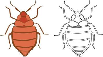 Bedbug or Cimex lectularius Vector Illustration