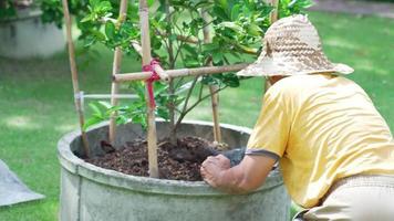 Jardinero asiático senior aplicar fertilizante al tilo en la granja video