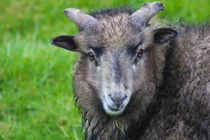 Portrait of Faroese Sheep photo