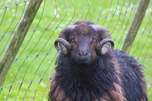 Portrait of Faroese Sheep photo