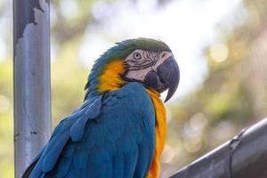 macaw leaning on a tree branch outdoors in rio de Janeiro. photo