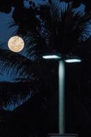 full moon with the silhouette of branches in Rio de Janeiro Brazil.