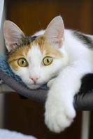 A domestic tricolor cat lies on a chair. photo