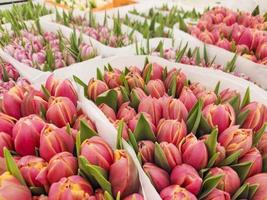 Selling tulips in the store. Different colors.