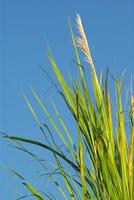 Flor de flauta reed grass en el viento y el cielo azul foto
