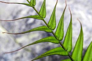 Leaf of Fern on stone background photo