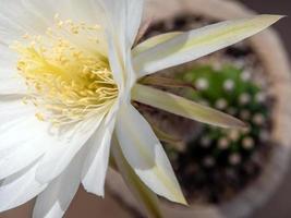 White color fragile petal of Echinopsis Cactus flower photo