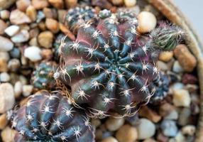 un pequeño capullo de flor de cactus echinopsis foto