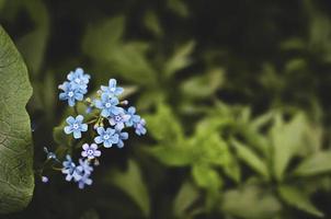 flor de nomeolvides. floración de verano. efecto bokeh. de cerca. foto